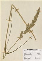 藏品(臺灣黃花茅)的圖片